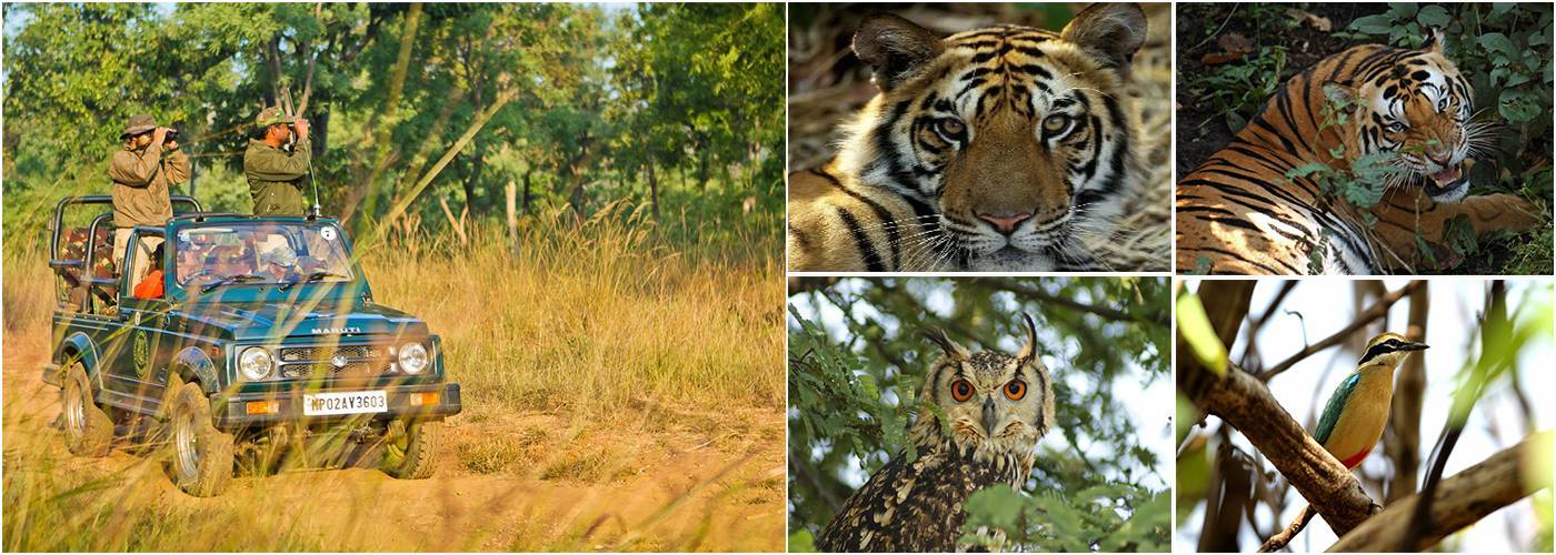 Pench Wildlife Tour Packages